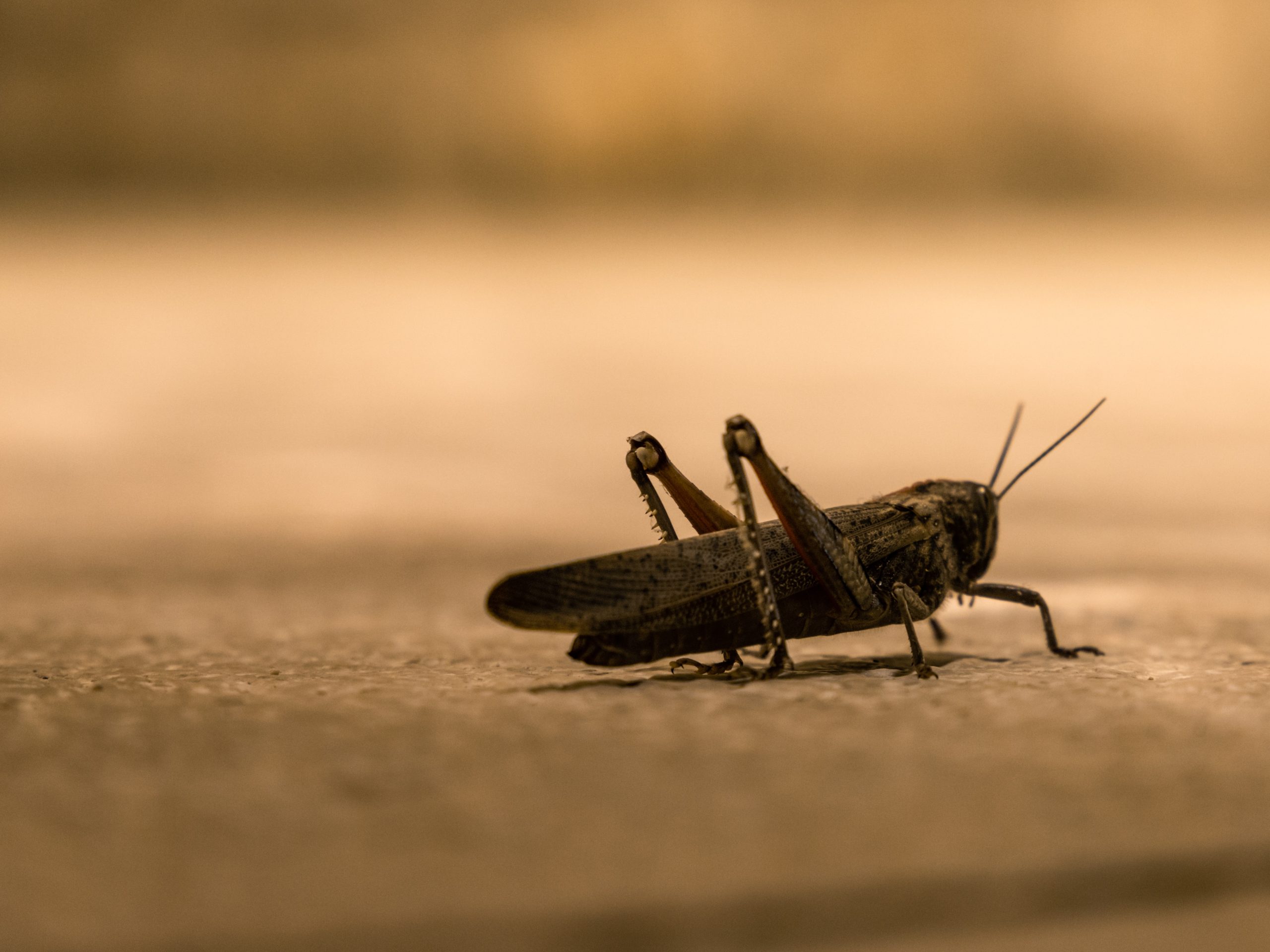 I-a îndemnat CTP pe creștini să mănânce insecte? Disputa Facebook despre meniul personajelor biblice